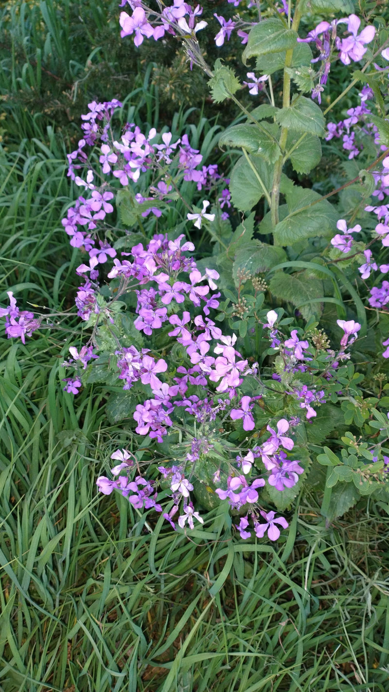 Silberblatt — Bild 1