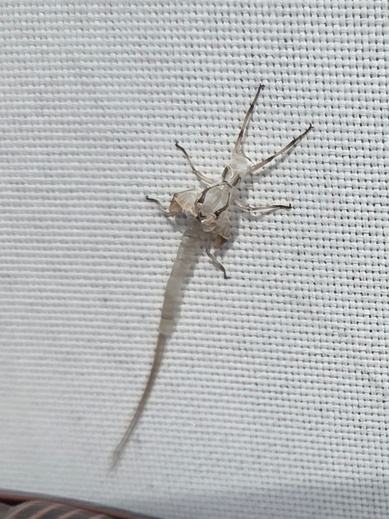 Eintagsfliege — Bild 1