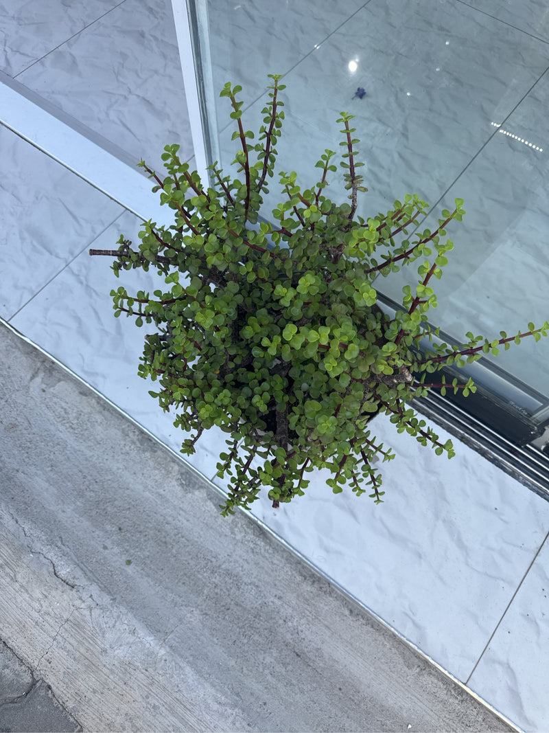 Elefantenbaum — Bild 2