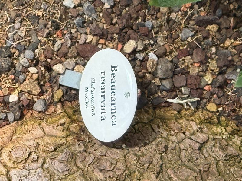 Das Bild zeigt eine Nahaufnahme des charakteristischen, rissigen Stammes eines Elefantenfußes. Ein Schild mit dem botanischen Namen steckt im kiesigen Boden ...