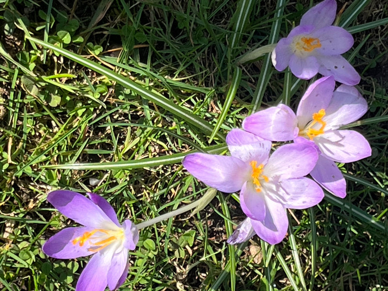 Elfen-Krokus — Bild 1