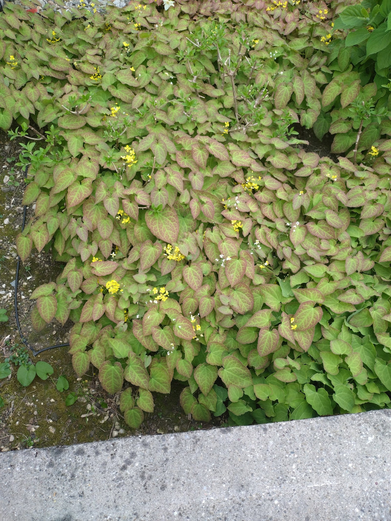 Elfenblume — Bild 2