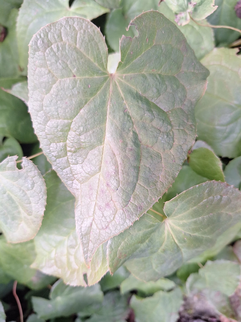 Elfenblume — Bild 5