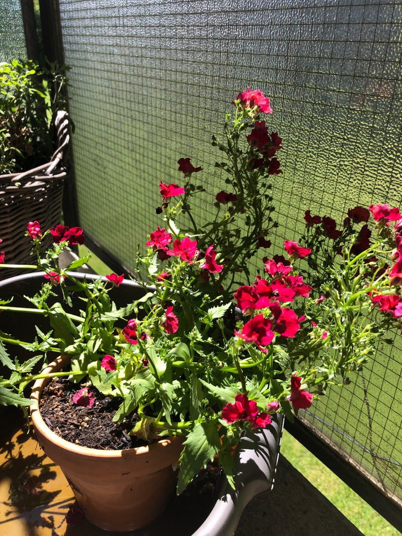 Elfenspiegel — Bild 1