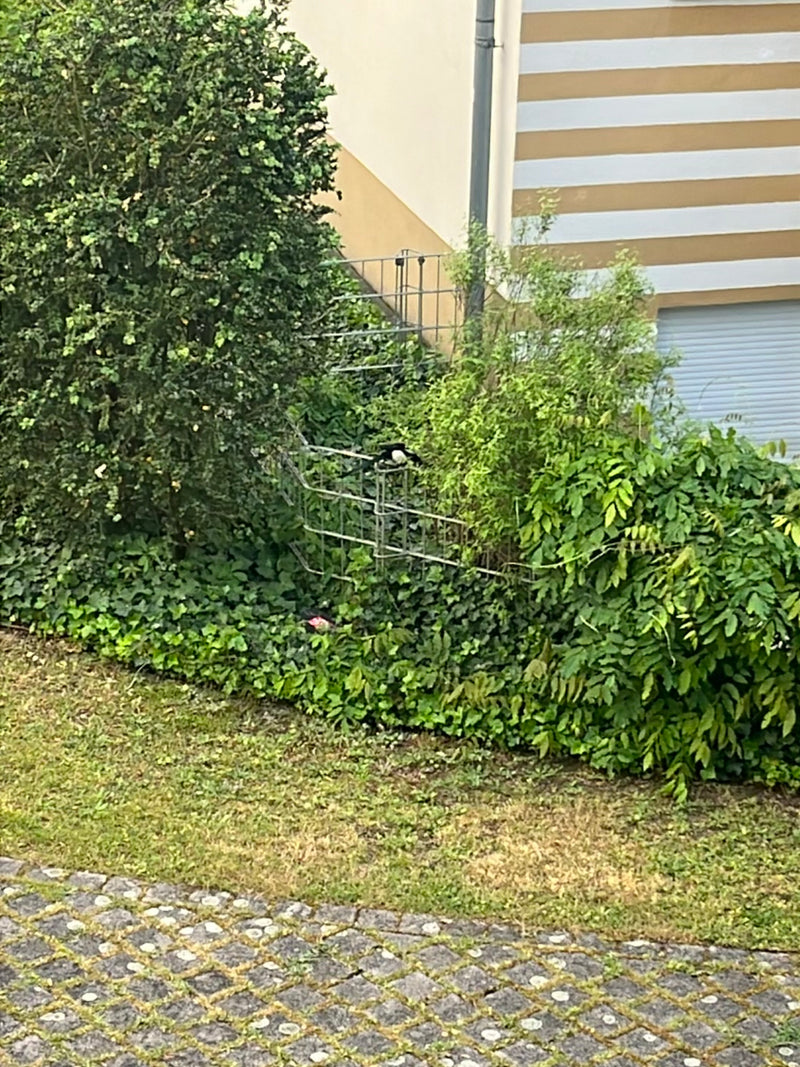 Elster — Bild 3