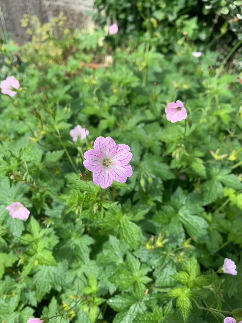 Endress-Storchschnabel — Bild 1