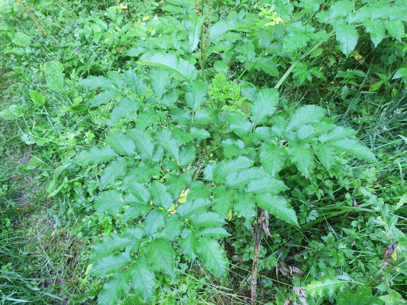 Engelwurz (Gattung) — Bild 1