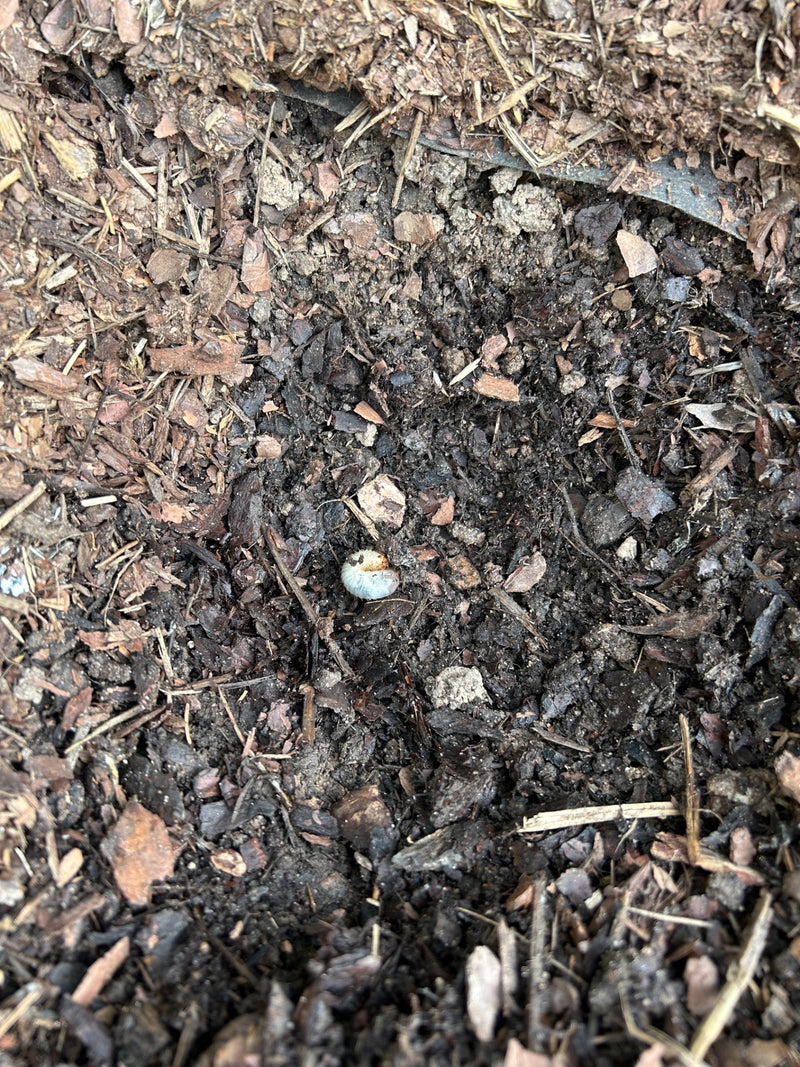 Blatthornkäfer — Bild 2