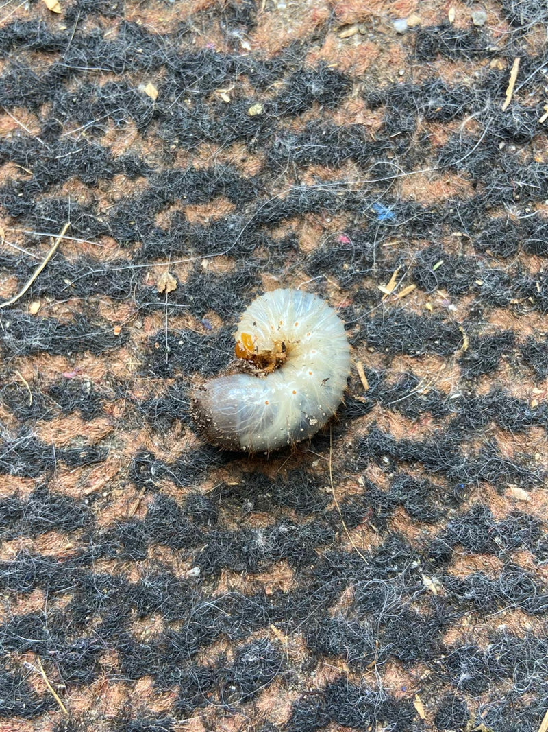Blatthornkäfer — Bild 3