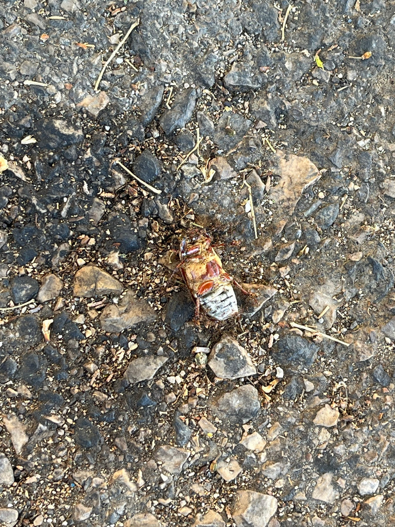 Blatthornkäfer — Bild 1