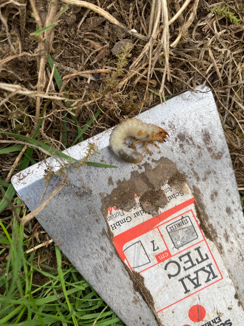 Auf einer metallenen Gartenschaufel liegt eine typische Larve (Engerling) eines Blatthornkäfers. Umgeben ist das Werkzeug von Gras und Erde.