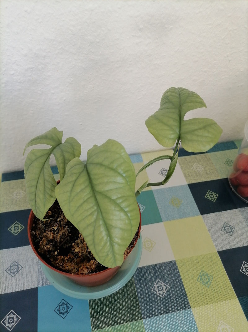 Epipremnum pinnatum 'Cebu Blue' — Bild 1