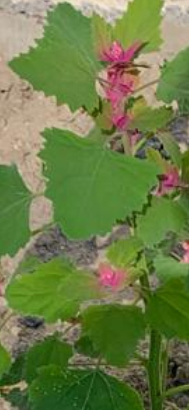 Erdbeerspinat — Bild 1