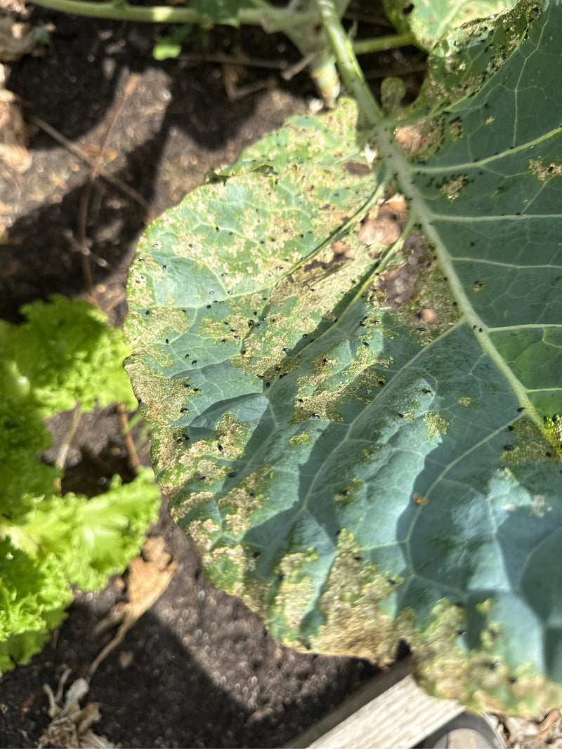 Erdfloh (Gattung Phyllotreta) — Bild 5