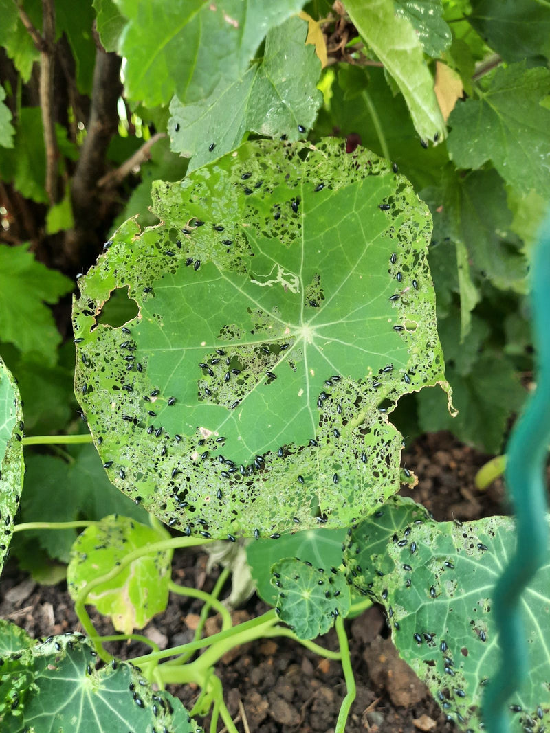 Erdfloh (Gattung Phyllotreta) — Bild 3