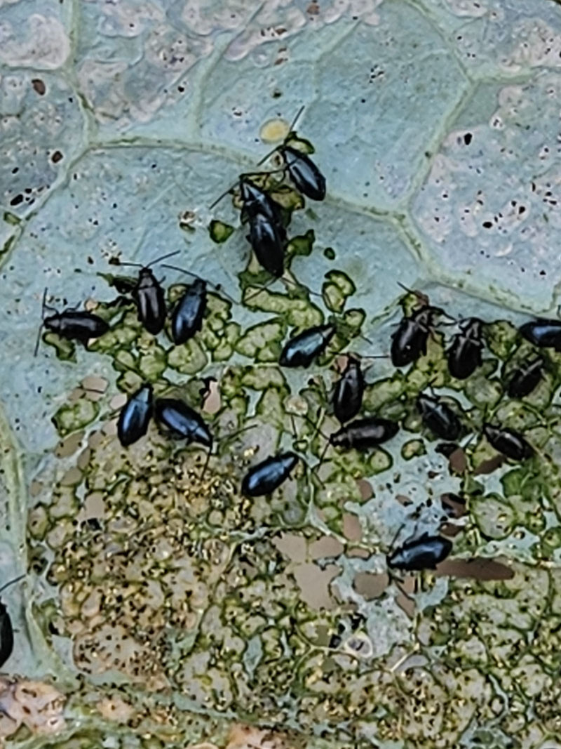 Erdfloh (Gattung Phyllotreta) — Bild 1