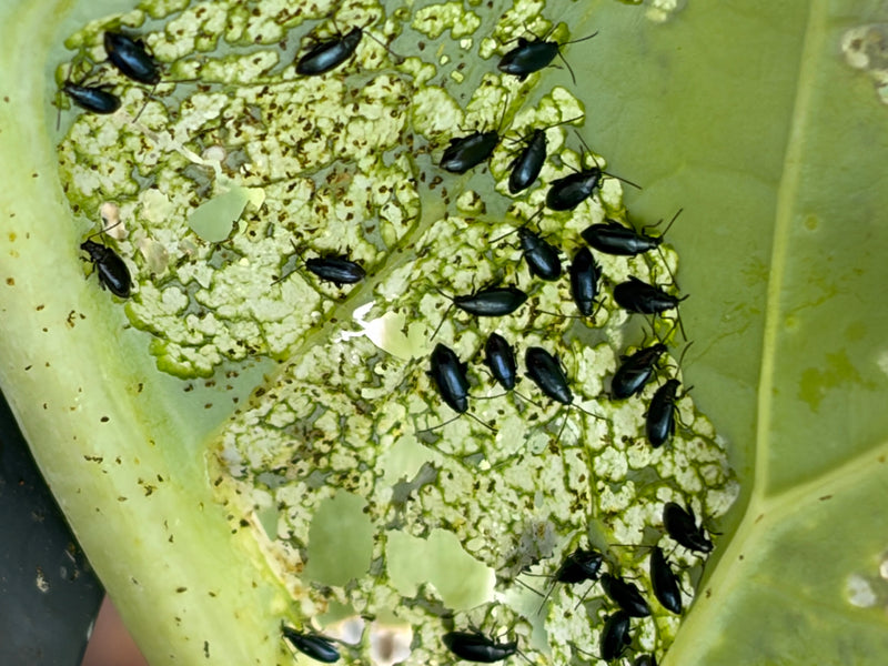 Erdfloh (Gattung Phyllotreta) — Bild 2