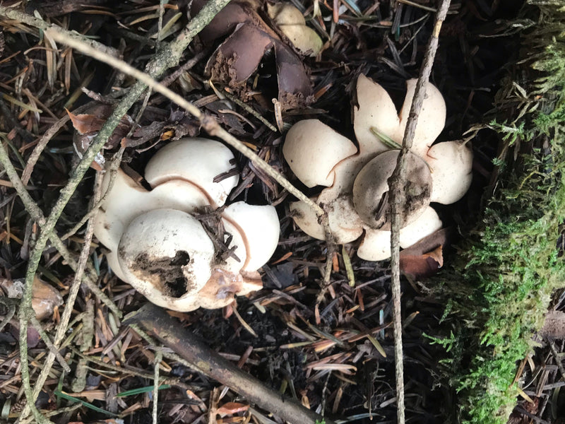 Erdsterne — Bild 2 von 5