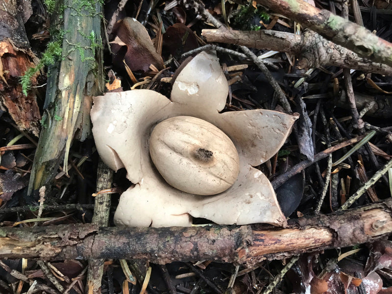 Erdsterne — Bild 3 von 5