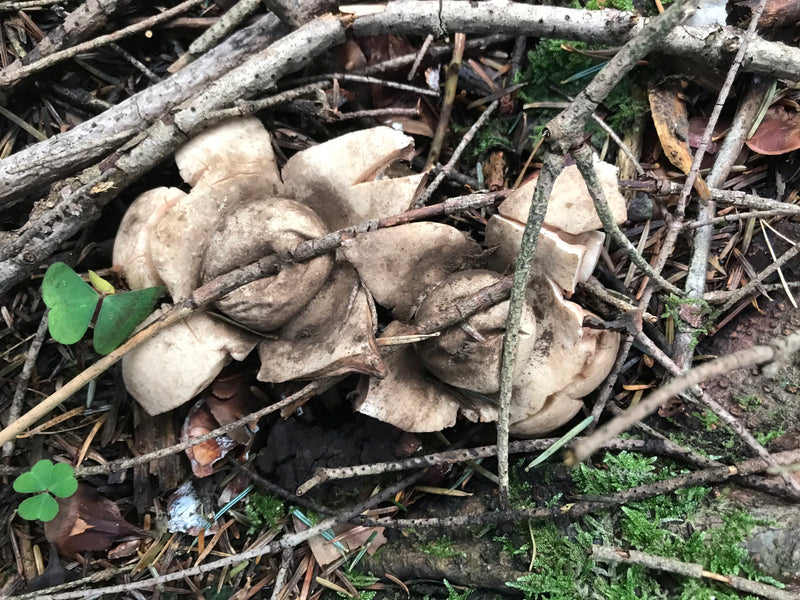 Erdsterne — Bild 1 von 5