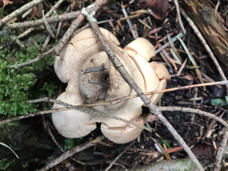 Erdsterne — Bild 5 von 5
