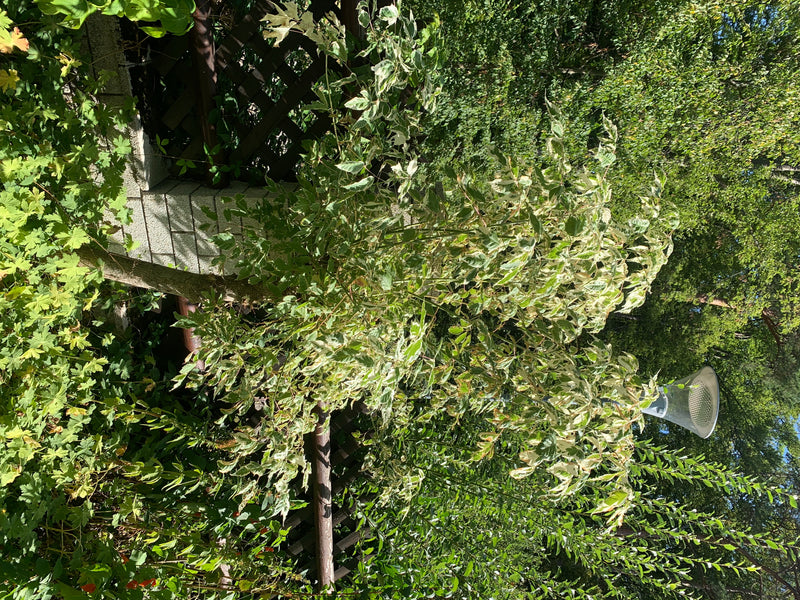 Zu sehen ist ein junger Eschen-Ahorn mit auffällig weißbunt gefleckten Blättern. Der Baum steht in einem sommerlichen Garten vor einer Hecke.