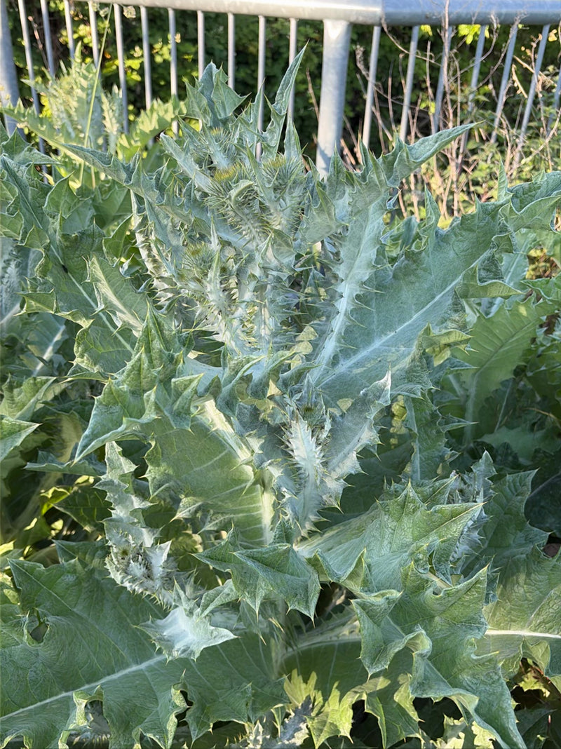 Eselsdistel — Bild 1
