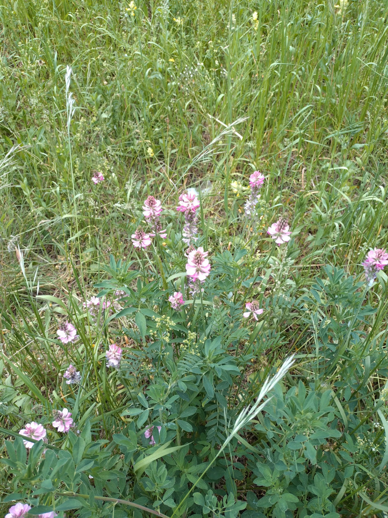 Esparsette — Bild 1