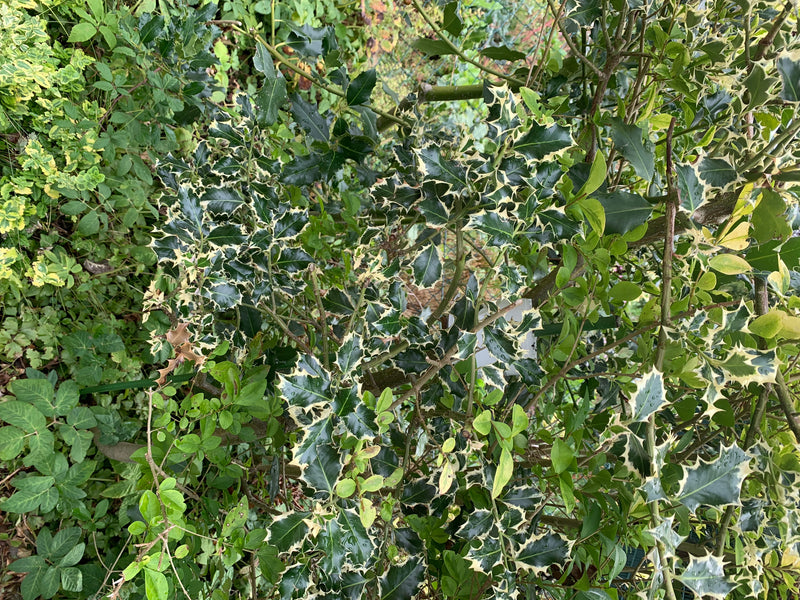 Auf dem Bild ist eine Stechpalme mit typisch gezähnten Blättern zu sehen. Die Pflanze wächst in einem Garten.