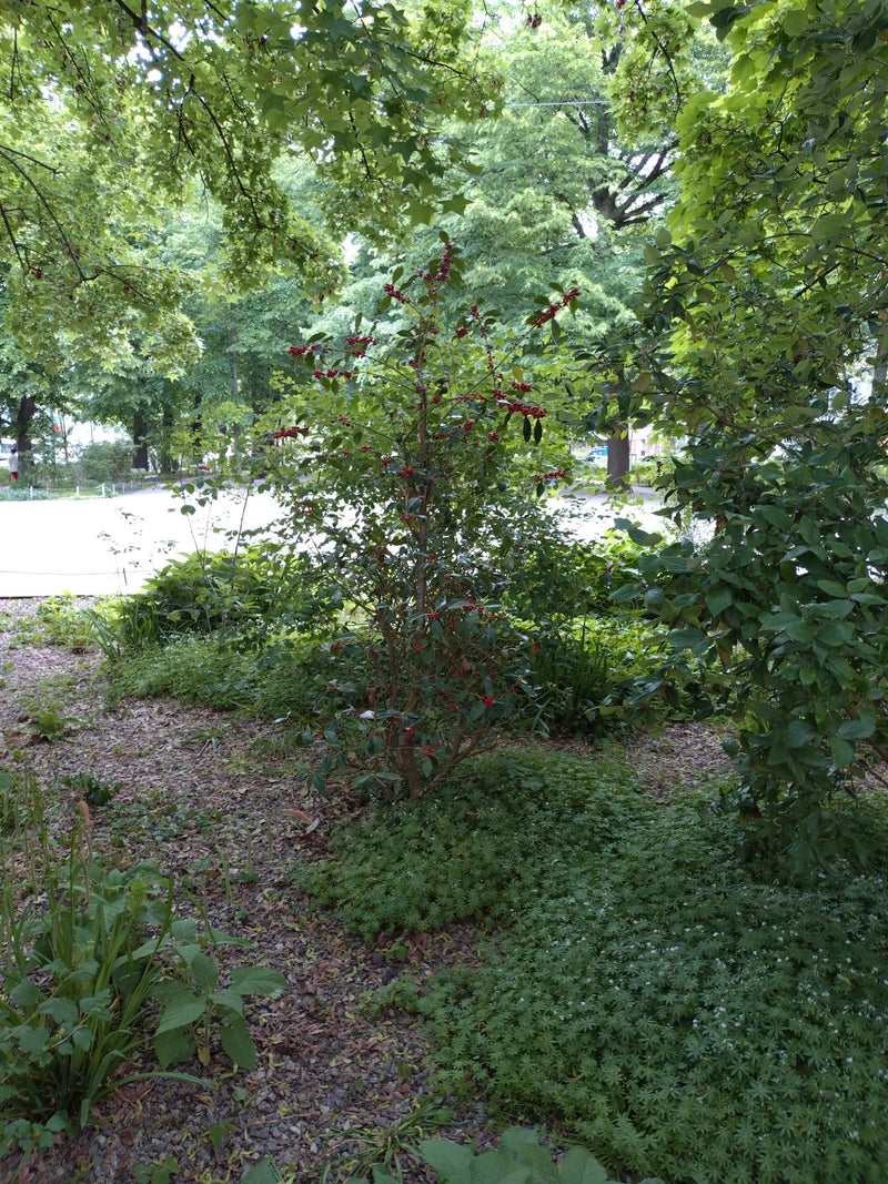 Stechpalme — Bild 4
