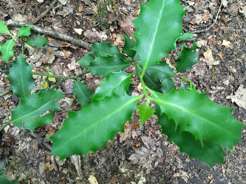 Stechpalme — Bild 5