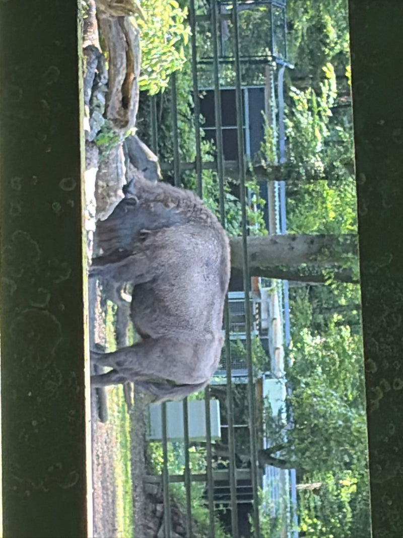 Europäischer Wisent — Bild 1