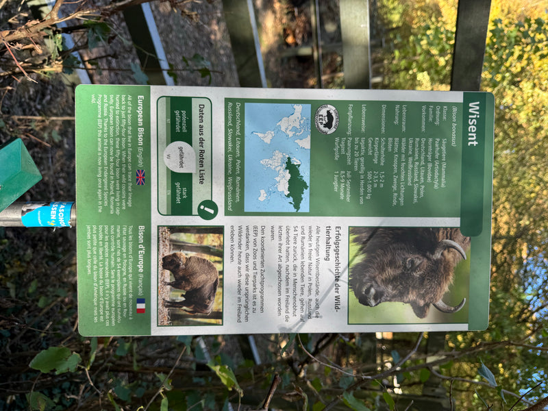 Europäischer Wisent — Bild 4 von 6