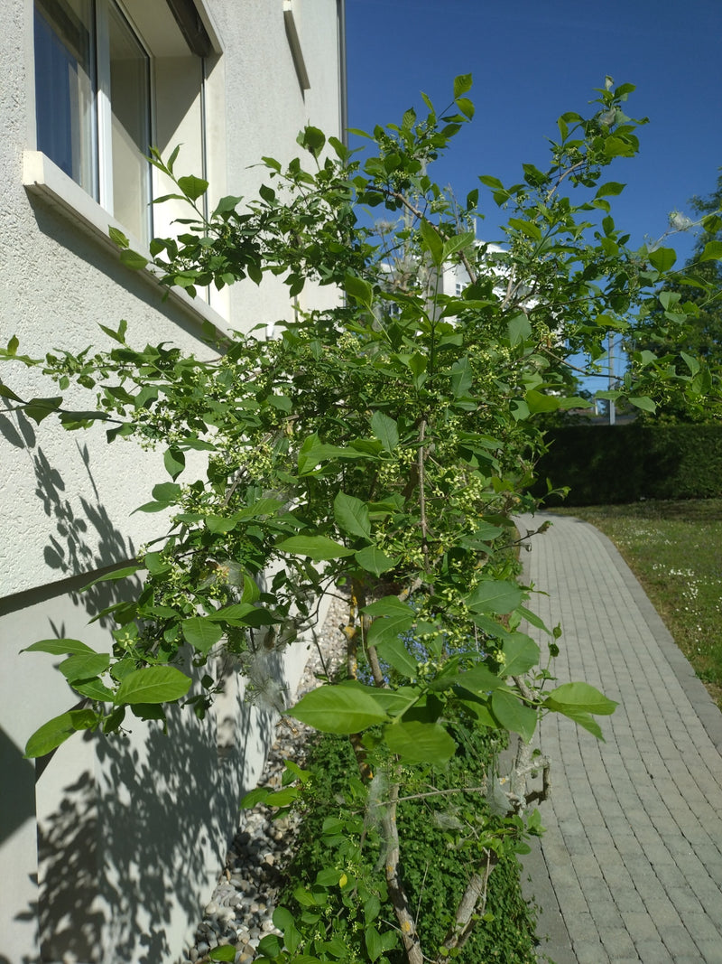 Gewöhnlicher Spindelstrauch — Bild 4