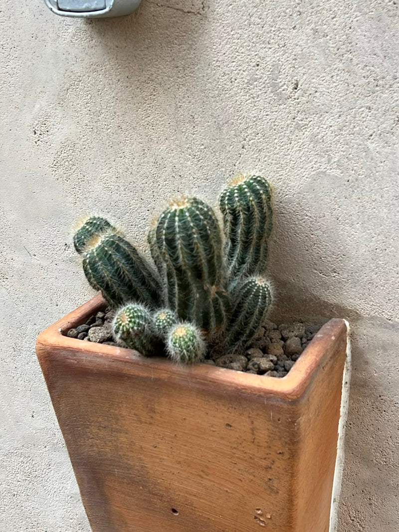 Eyries' Seeigel-Kaktus — Bild 1