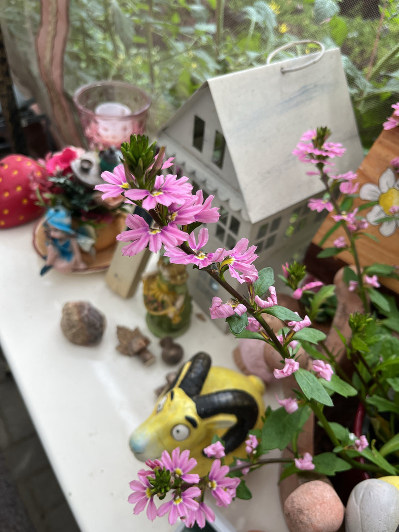 Fächerblume — Bild 4