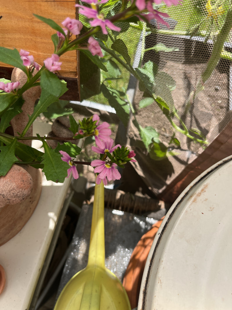 Fächerblume — Bild 3