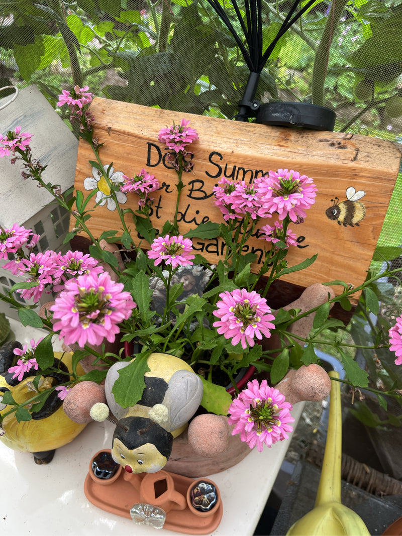 Fächerblume — Bild 2