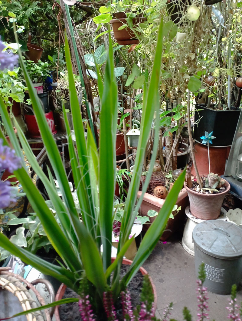 Eine Fädige Palmlilie wächst in einem Pflanzkübel, umgeben von weiteren Gartenpflanzen. An den aufrechten, spitzen Blättern sind die typischen gewellten Rand...
