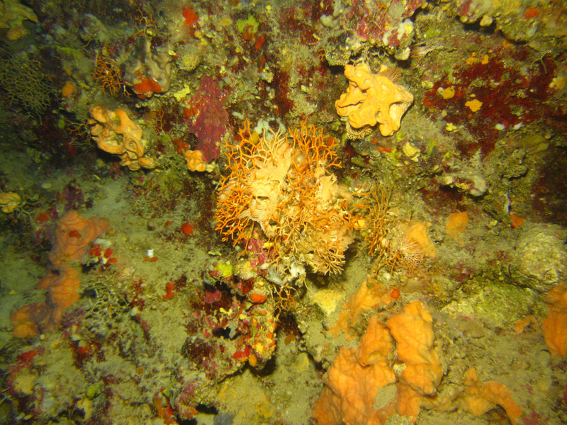 Falsche Koralle — Bild 1