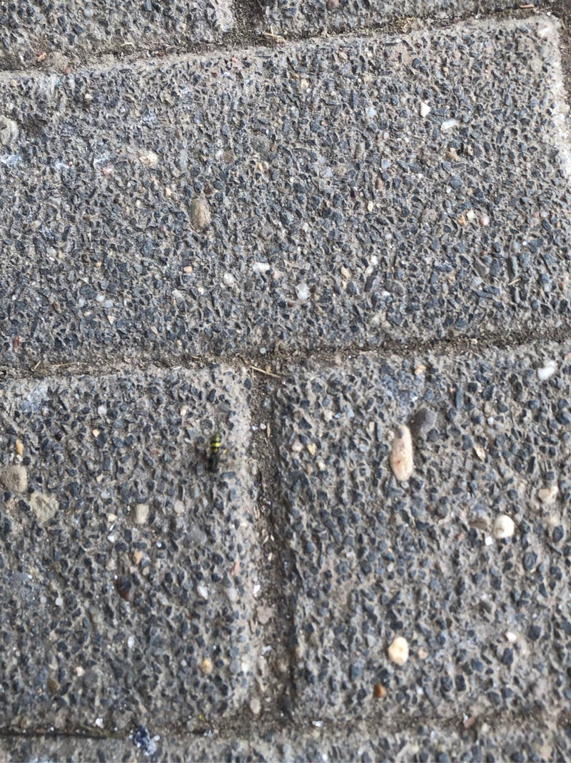 Wespen — Bild 1