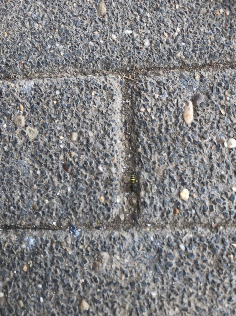 Wespen — Bild 2