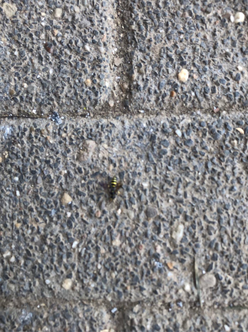 Wespen — Bild 3