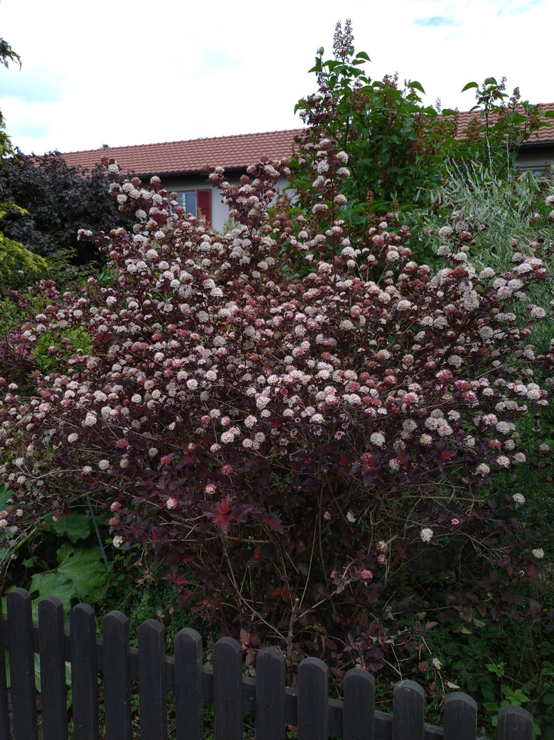 Blasenspiere — Bild 2