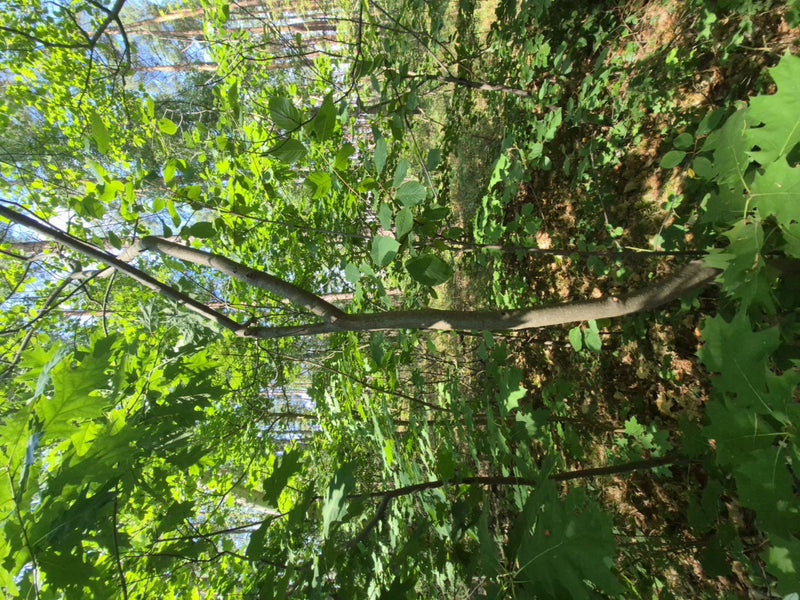 Faulbaum — Bild 3