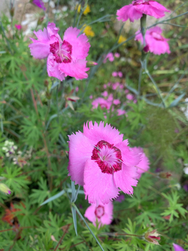 Feder-Nelke — Bild 2