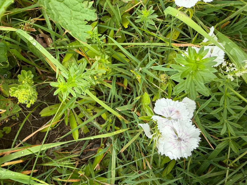 Feder-Nelke — Bild 1