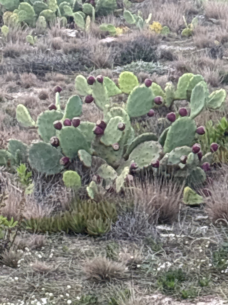 Ein Feigenkaktus wächst in einer trockenen, von spärlicher Vegetation geprägten Landschaft. An den fleischigen Ohren sitzen zahlreiche reife, rötlich-violett...