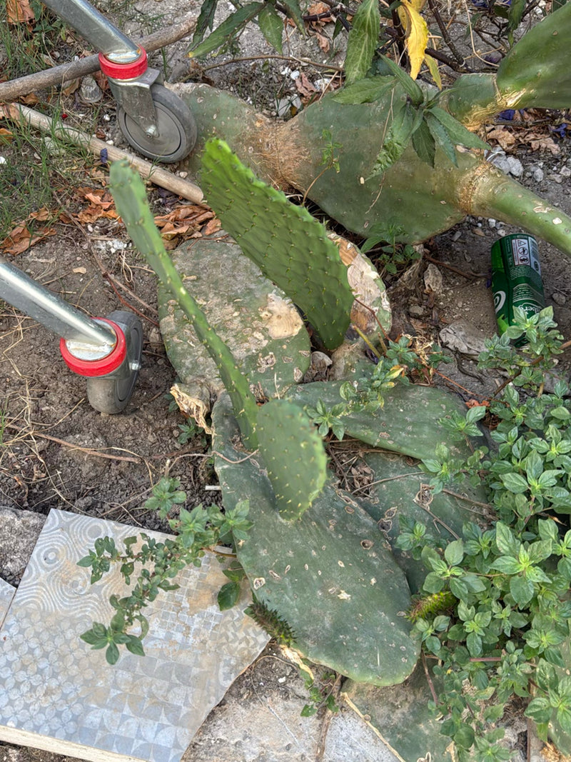 Feigenkaktus (Gattung Opuntia) — Bild 2