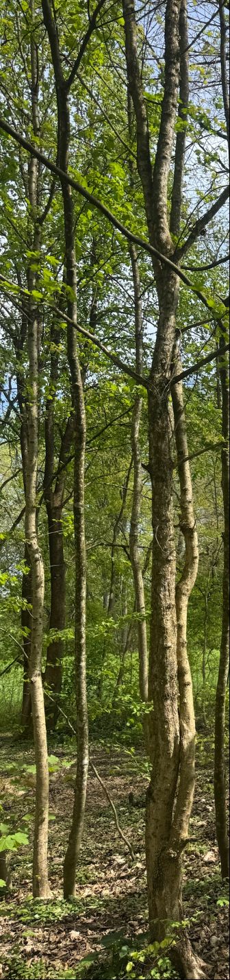 Zu sehen sind mehrere schlanke Stämme und grüne Blätter eines Feldahorns in einem lichten Wald. Die Perspektive zeigt die Bäume von unten nach oben vor dem H...